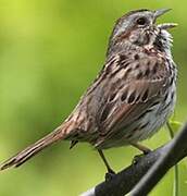 Song Sparrow