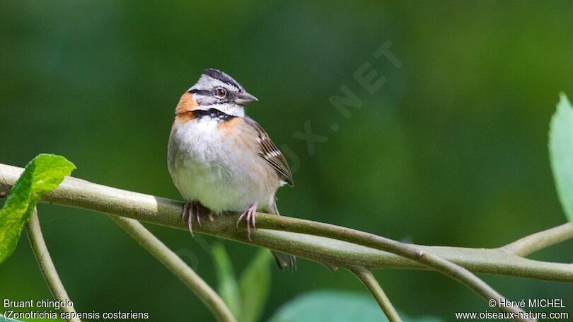 Rufous-collared Sparrow