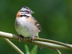 Rufous-collared Sparrow