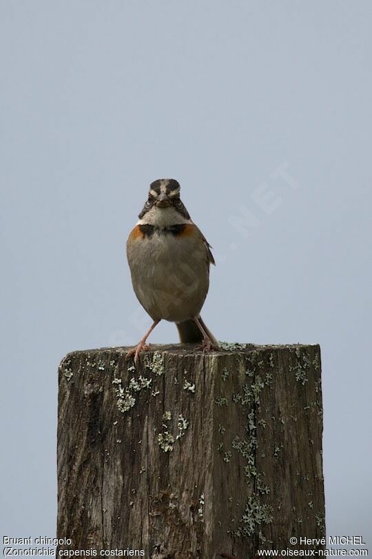 Rufous-collared Sparrow