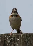 Rufous-collared Sparrow