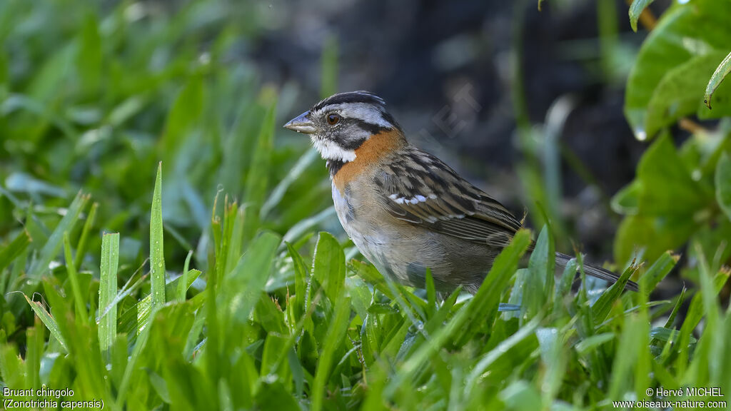 Rufous-collared Sparrow