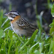 Rufous-collared Sparrow