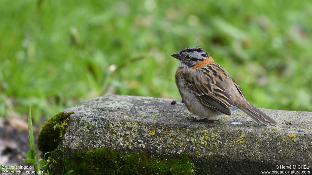 Rufous-collared Sparrow