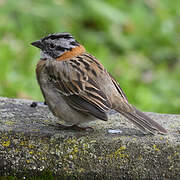 Rufous-collared Sparrow