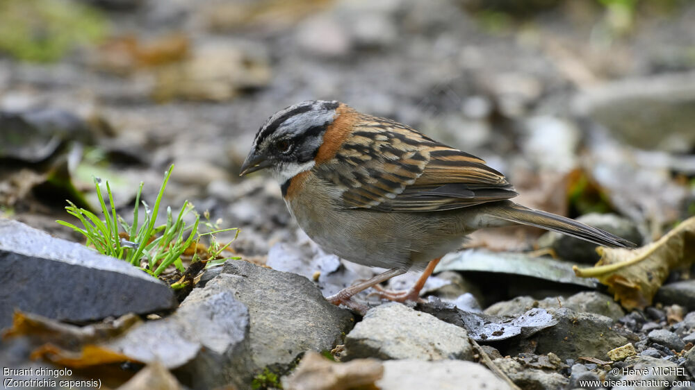 Rufous-collared Sparrow