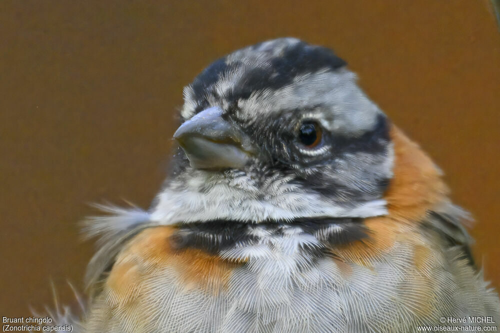 Rufous-collared Sparrow