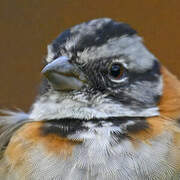 Rufous-collared Sparrow