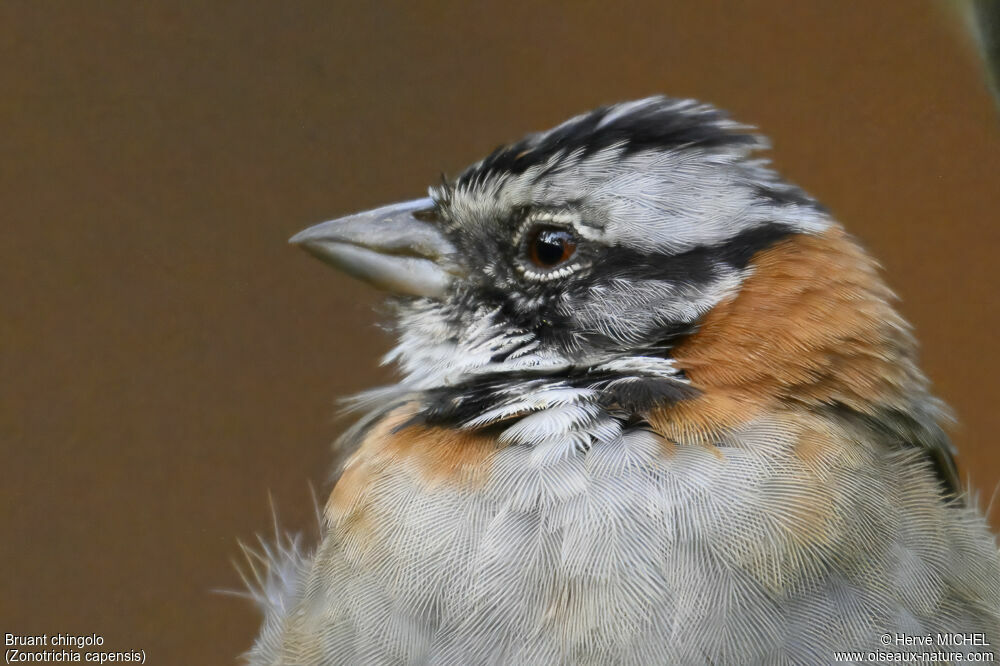 Rufous-collared Sparrow