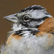 Rufous-collared Sparrow