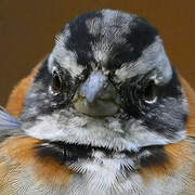 Rufous-collared Sparrow