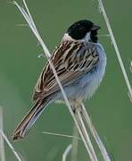 Pallas's Reed Bunting