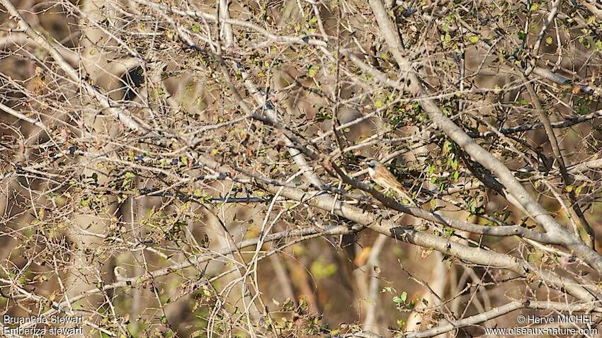 White-capped Bunting male adult breeding