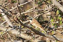 White-capped Bunting