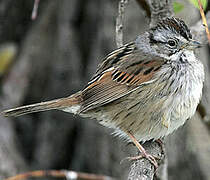 Swamp Sparrow