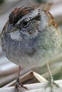 Swamp Sparrow