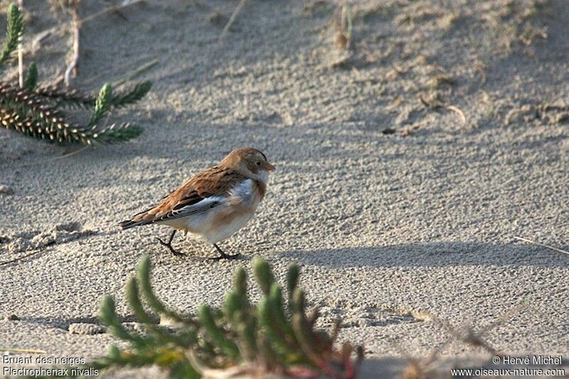 Snow Bunting male adult post breeding