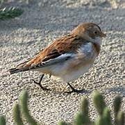 Snow Bunting