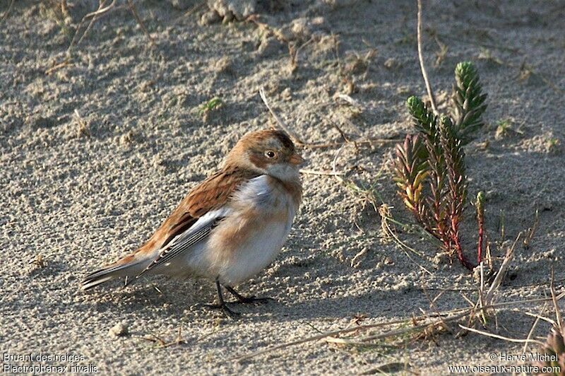 Snow Bunting male adult post breeding