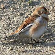 Snow Bunting