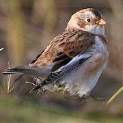 Snow Bunting