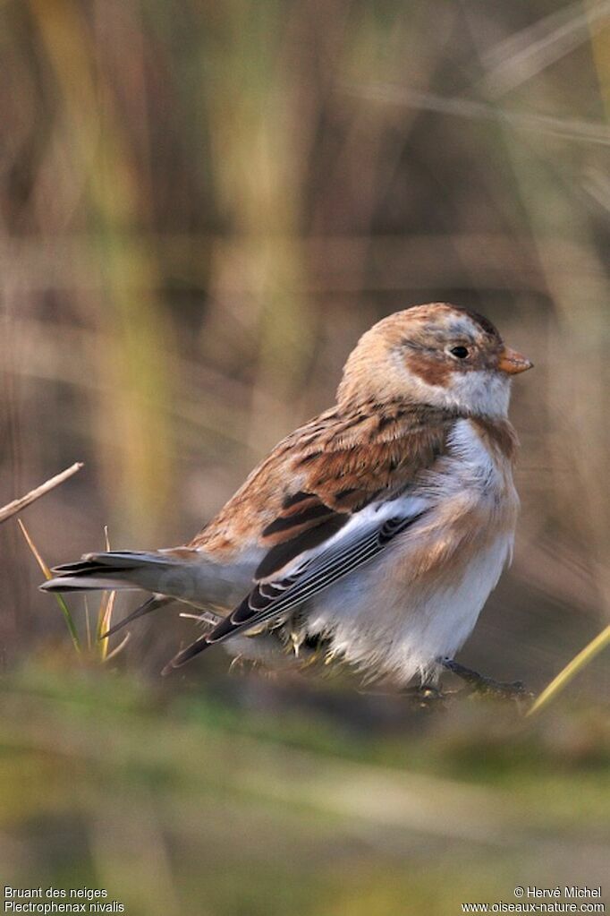 Snow Bunting male adult post breeding