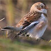 Snow Bunting