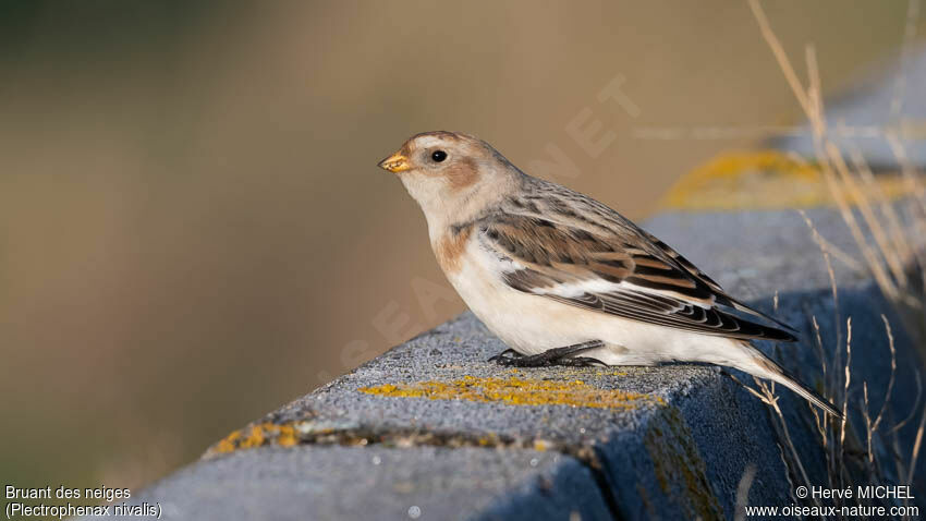 Bruant des neiges femelle immature