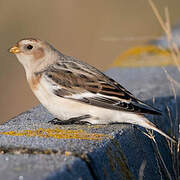 Snow Bunting