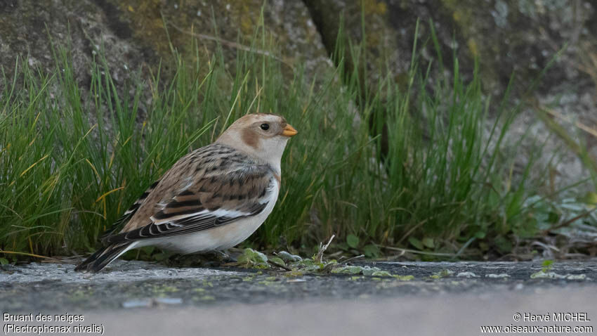 Bruant des neiges femelle immature