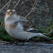 Snow Bunting