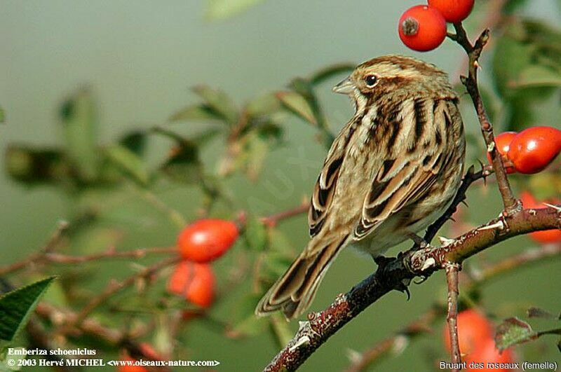 Common Reed Bunting