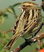 Common Reed Bunting