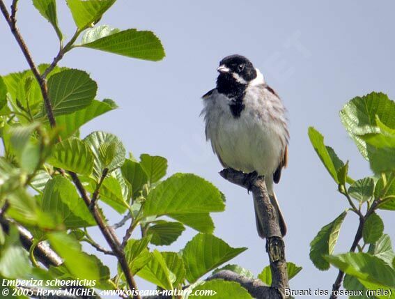 Common Reed Bunting