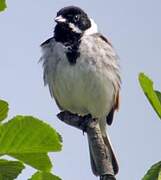 Common Reed Bunting