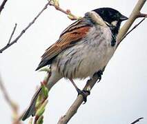 Common Reed Bunting