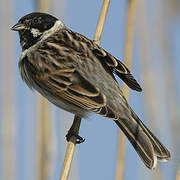 Common Reed Bunting