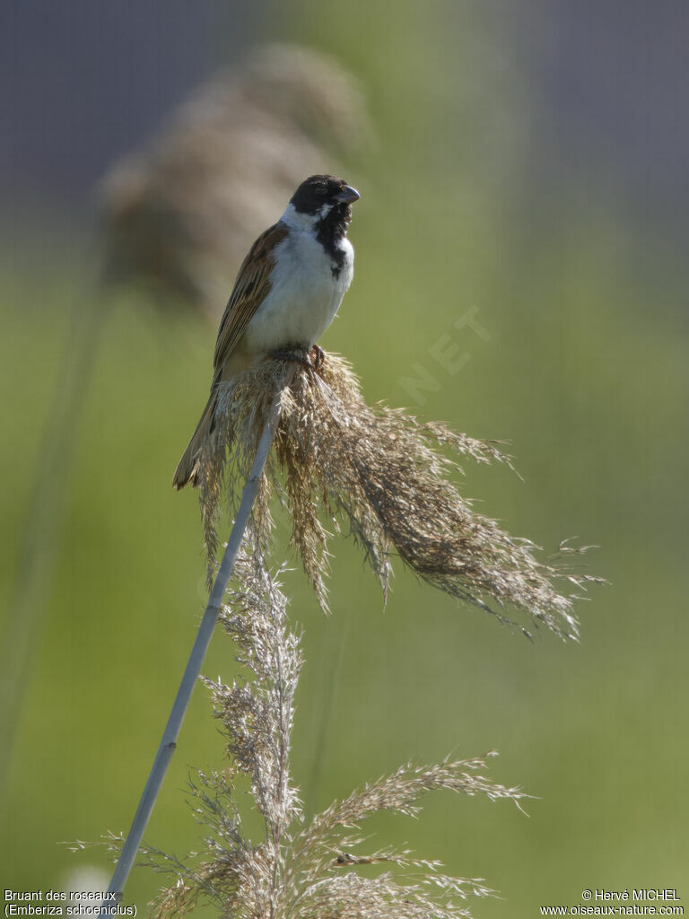 Bruant des roseaux