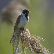 Common Reed Bunting