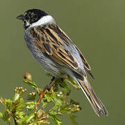 Common Reed Bunting