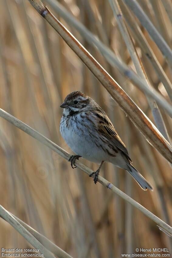 Common Reed Bunting female adult breeding