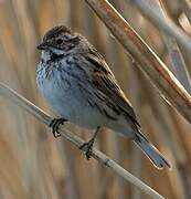 Common Reed Bunting