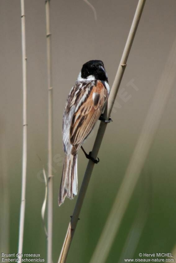 Common Reed Bunting male adult breeding