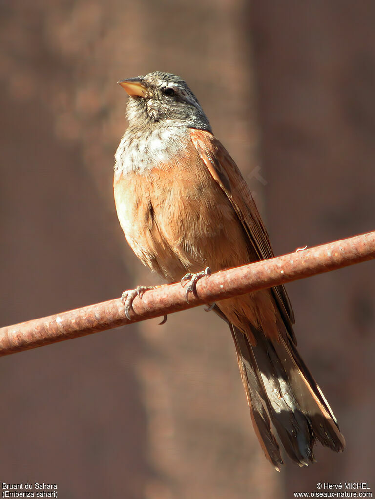 House Bunting male adult