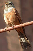 House Bunting