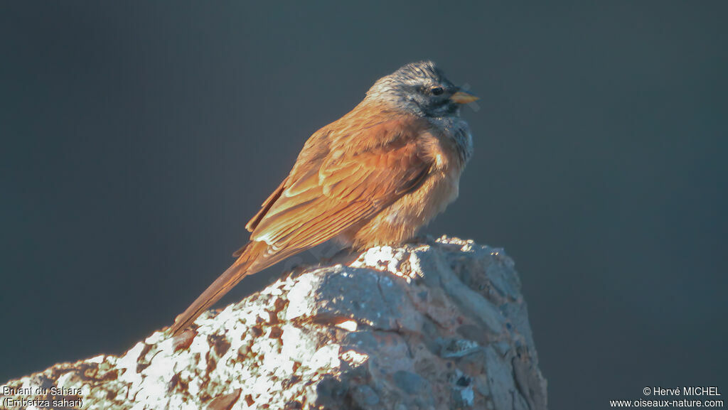 Bruant du Sahara femelle adulte, identification