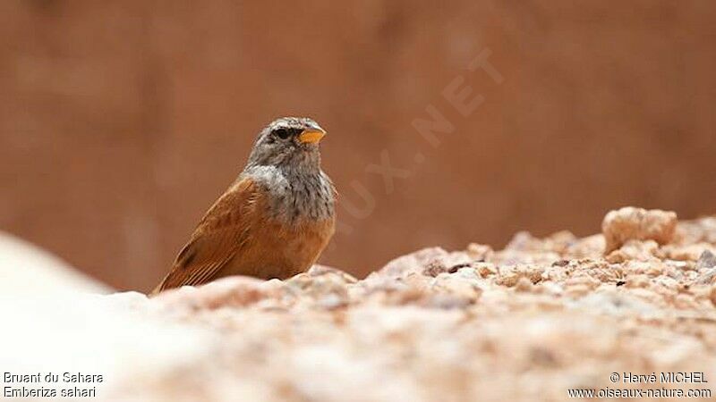 House Bunting male adult breeding