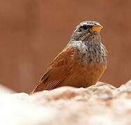 House Bunting