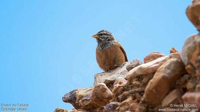 House Bunting male adult breeding