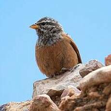 Bruant du Sahara